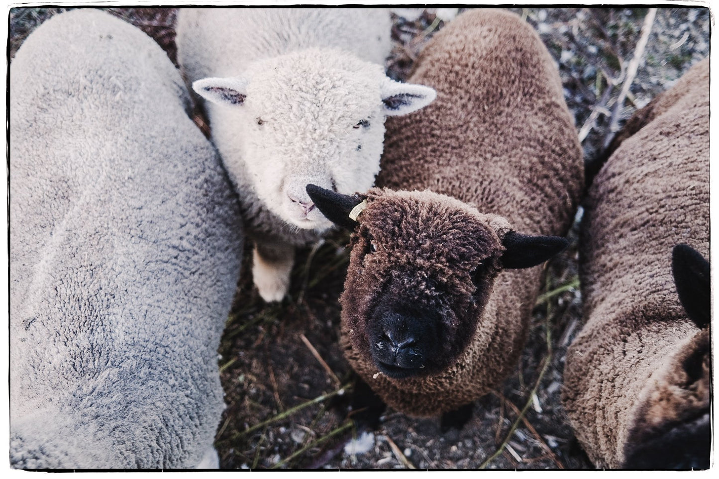 Locally Grown Southdown Babydoll Sheep Yarn | Worsted
