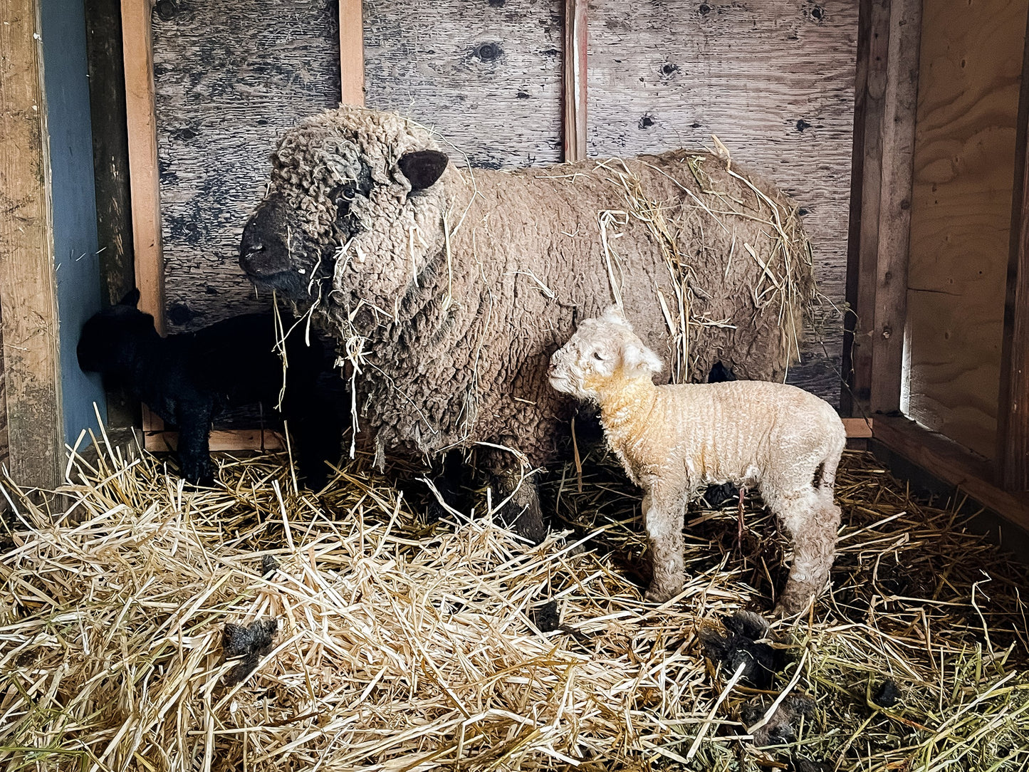 Locally Grown Southdown Babydoll Sheep Yarn | Worsted