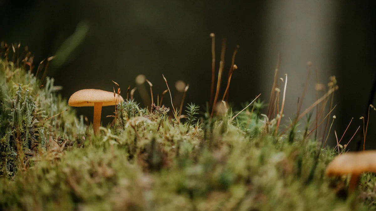 Observations: Knits & Essays from the Forest | Lotta H. Löthgren