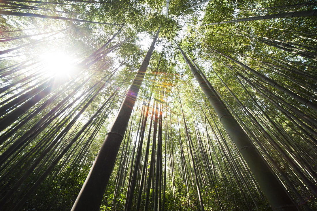 Meet the Fibre: Bamboo Fiber | Silky & Sensitive - The Spinnacle Yarns
