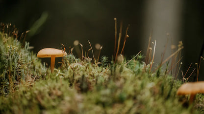 Observations: Knits & Essays from the Forest | Lotta H. Löthgren
